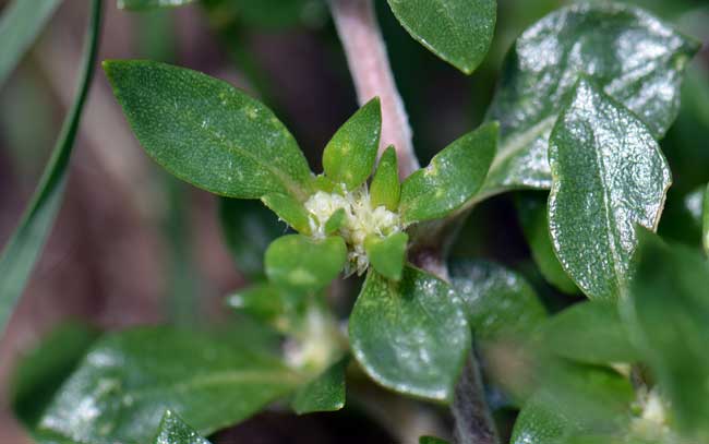 1	Khaki Weed has whitish, yellowish or straw colored flowers surrounded by white bracts. Flowers are mostly inconspicuous but visible with naked eye. The fruits are one seeded utricles. Alternanthera caracasana 